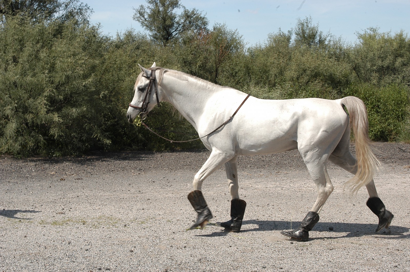 Caballo con bottas