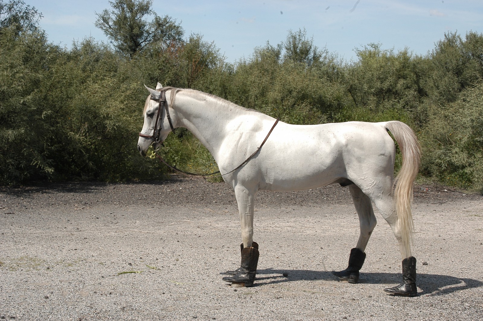 Caballo con bottas